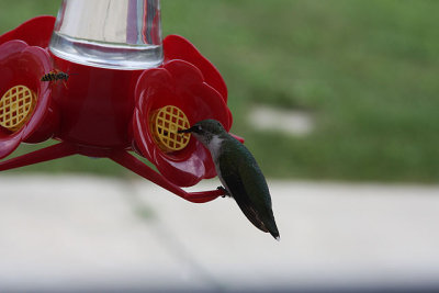 Hummingbirds