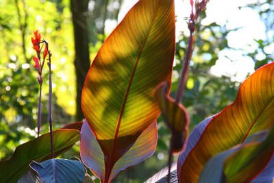 Big Leaf 1