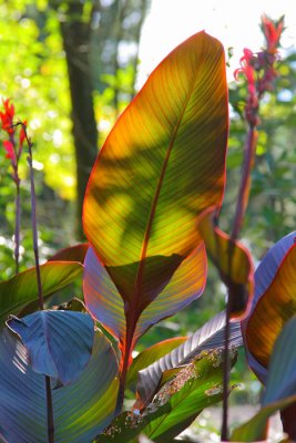 Big Leaf 2