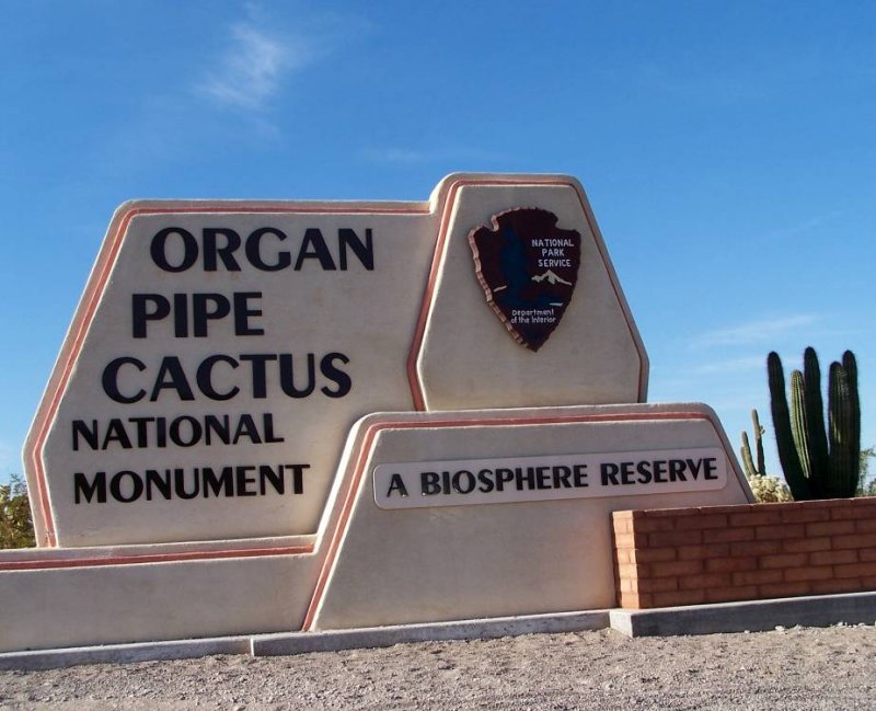 Organ Pipe Cactus