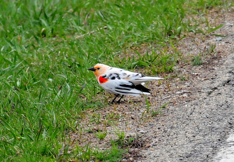 Leucistic redwing04.jpg