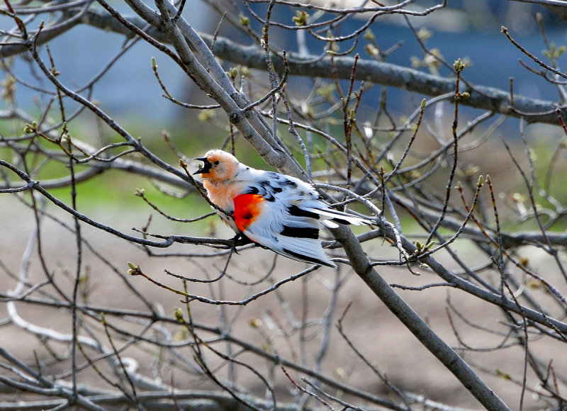 Leucistic redwing08.jpg
