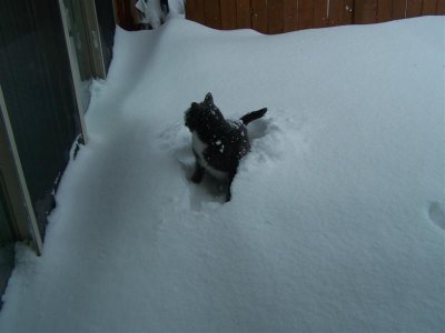 Blizzard 2006 011 (Medium).jpg