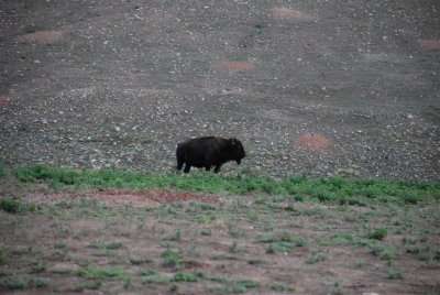 Custer State Park