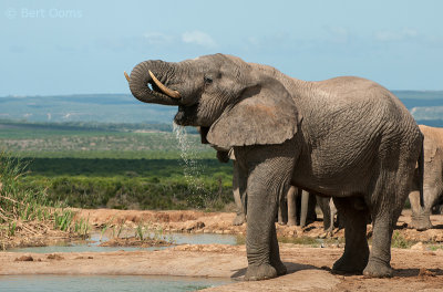 African Elephant  PSLR-2234.jpg