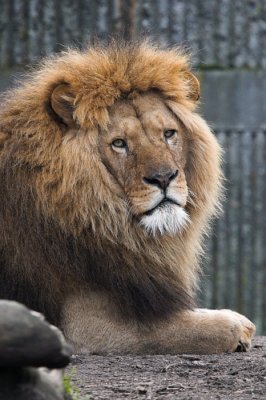 Olek, lion king