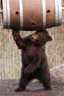 Bear cub playing
