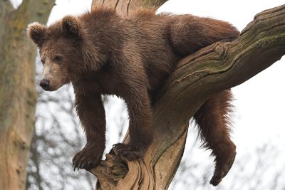 Bear cub - trying to get down from a tree