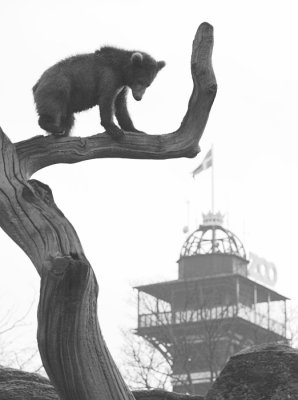 Bear Cub and Zoo tower