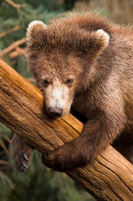 Bear cub hanging on