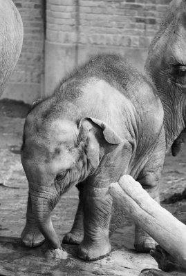 1 year old elephant calf