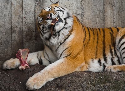 Tiger lunch