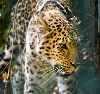 Amur Leopard 3