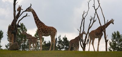 Giraffes 2