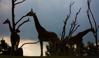 Giraffes silhoutte against rain cloud