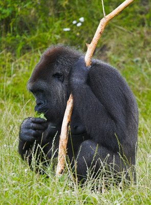 Gorilla 2