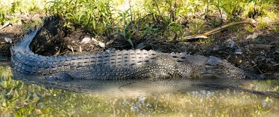 Crocodile in Mary River