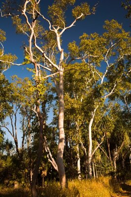 Eucalyptus trees at sunset at Ubirr Rock