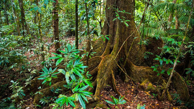 Daintree rainforest 1