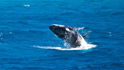 Humpback whales - baby calf doing a breach