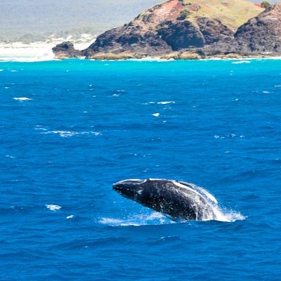 Humpback whales - baby calf doing a breach on coast of Moreton Island