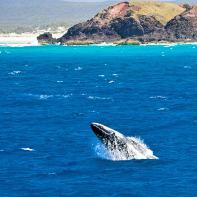 Humpback whales - baby calf doing a breach on coast of Moreton Island - 2