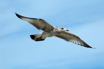 Seagull