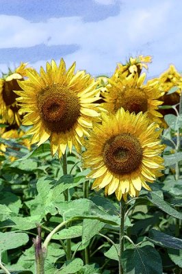 Sunflower PI 1