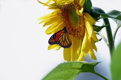 Sunflower and Butterfly