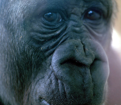 editgorilla_06.jpg