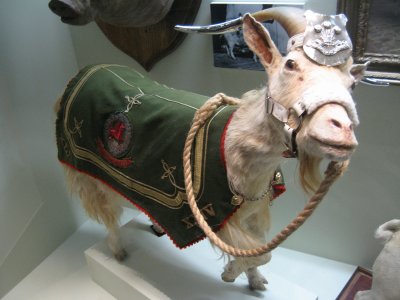 animals' war