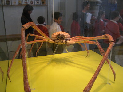 huge spider crab