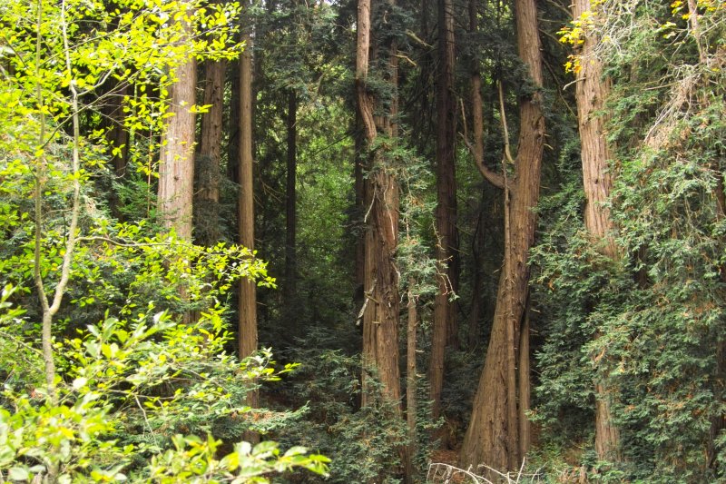 IMG05809.jpg Muir Woods (see notes)