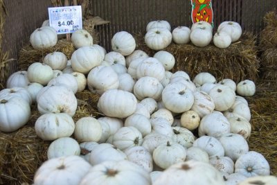 IMG06013.jpg white pumpkins, Farmer's market Rte 120 to Yosemite