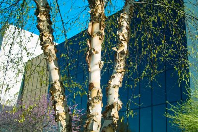 SDIM1095.jpg river birch at Air & Space Museum, late afternoon sun