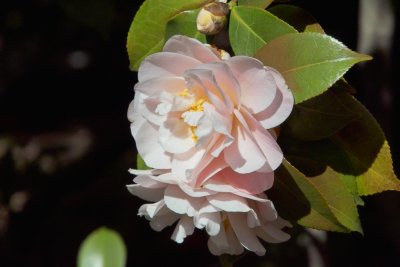 SDIM1102 camelia ISO400