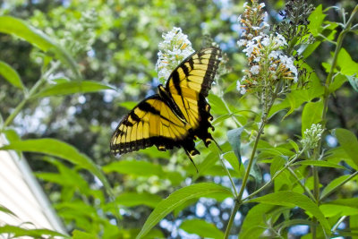 Monarch, Tiger Swallowtail, Black Swallowtail, Virginia