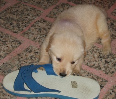 Golden Retriever Puppy Momo