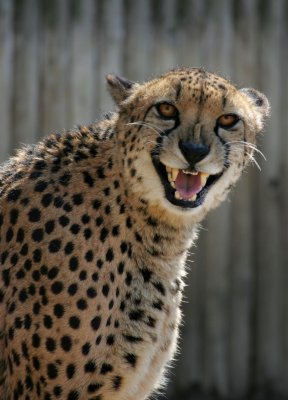 cheetah03.jpg