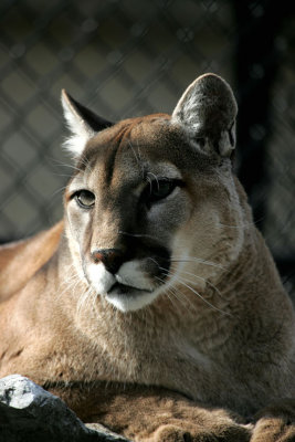 cougar- elmwood park zoo