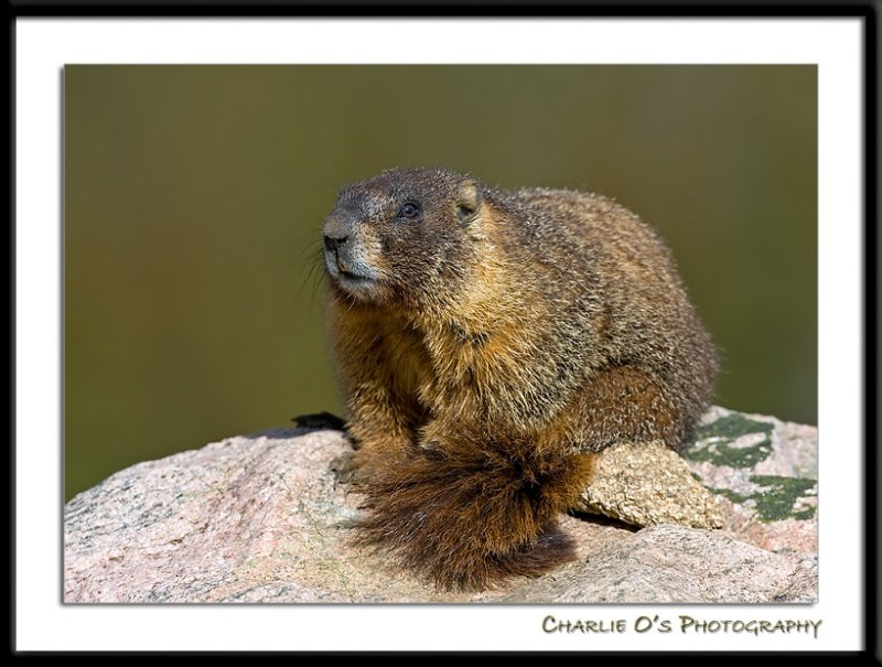 A Marmot Portrait