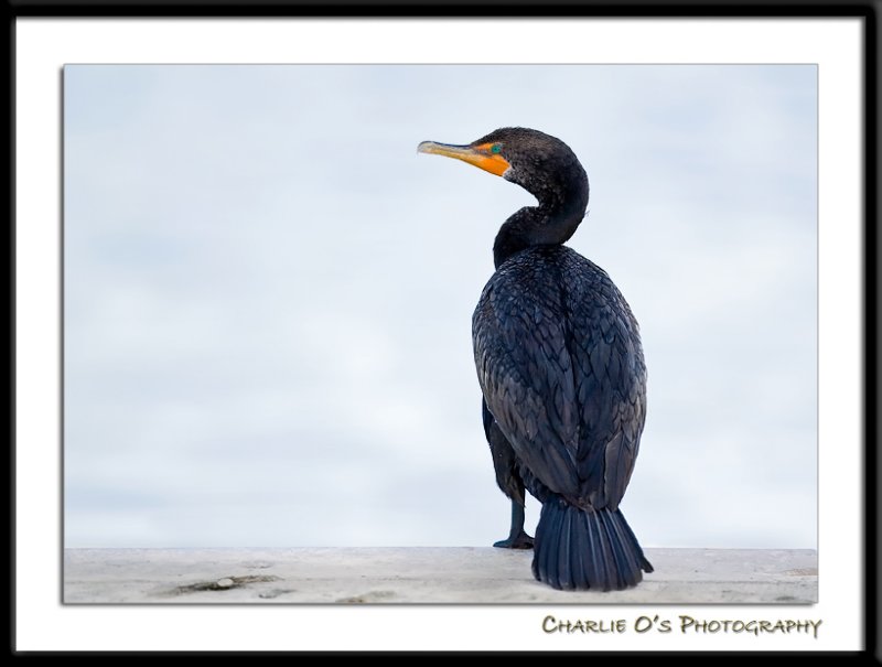 Just sitting on the dock...