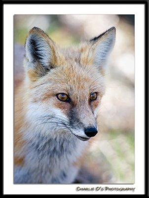 Foxy close-up...