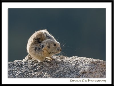 Pika with an Itch