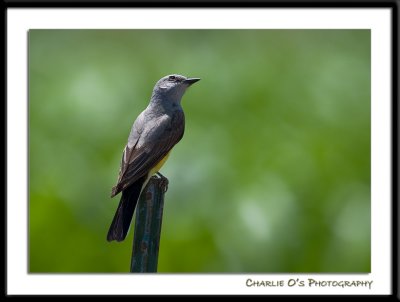 Western Kingbird...