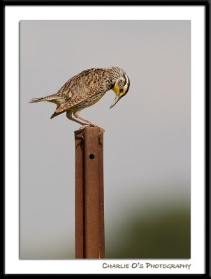 Western Meadowlark...