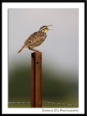 Western Meadowlark...