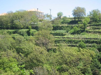 The green terraces along the path of the Gods.jpg