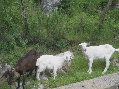 We met some goats along the way.jpg