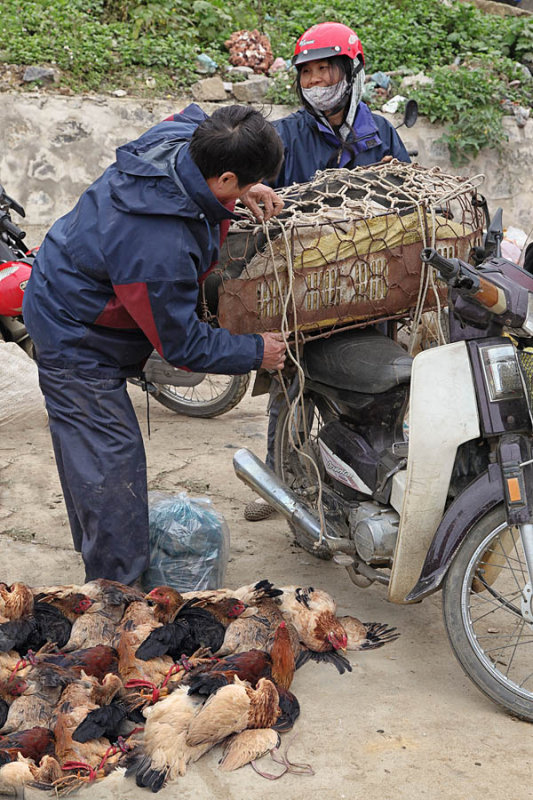 The life of the chickens in Vietnam